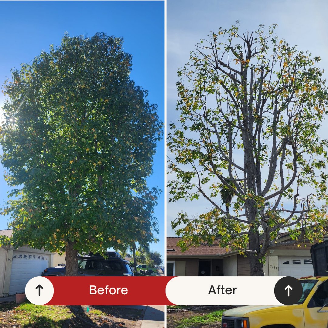 Before and after: Large shade tree — full crown thinned and reduced by Benitez Tree Service in San Diego, CA