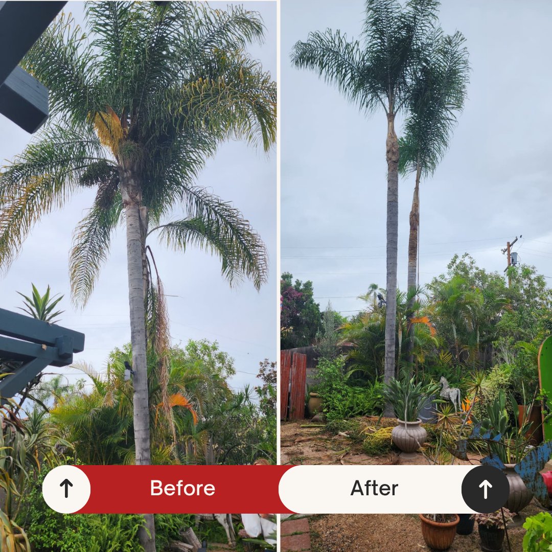 Before and after: Queen palm cleaned and shaped by Benitez Tree Service in San Diego, CA