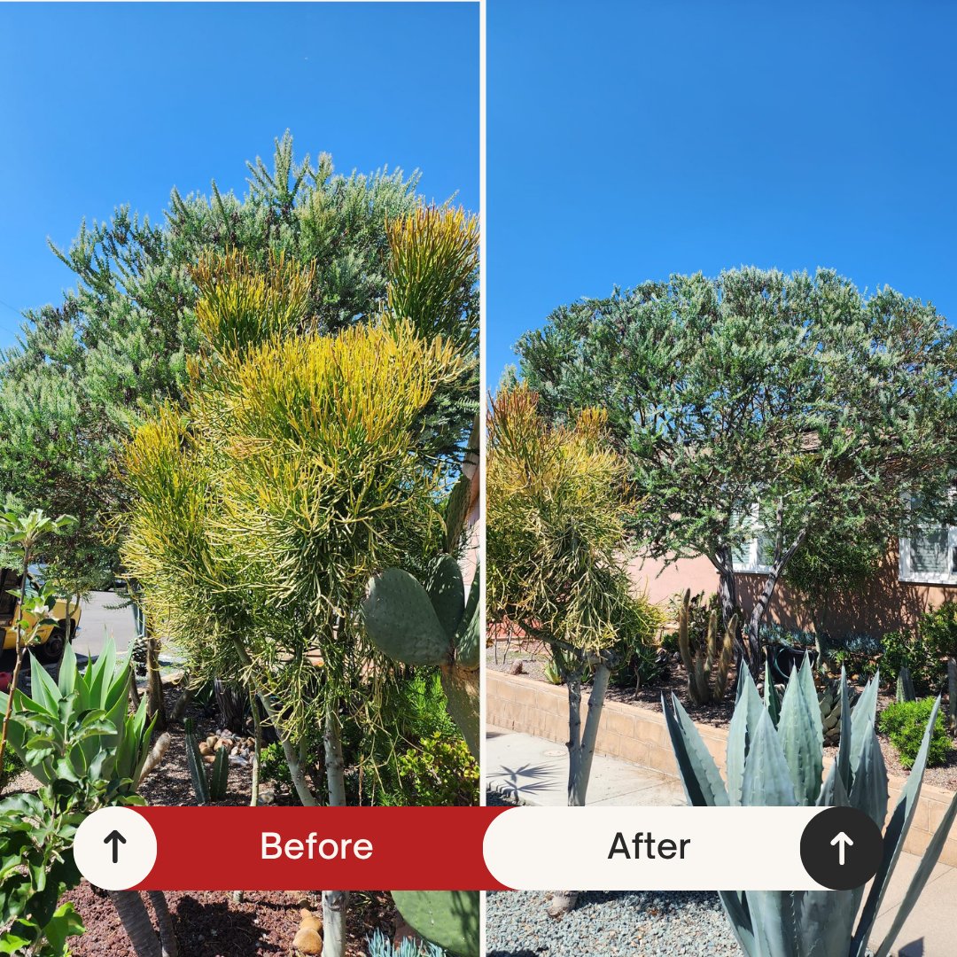 Before and after: Ornamental tree shaped into a rounded form by Benitez Tree Service in San Diego, CA