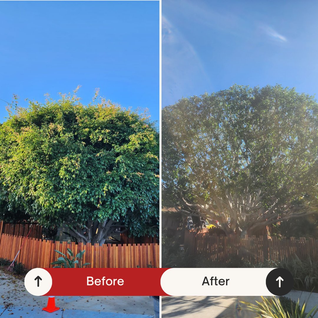 Before and after: Ficus tree trimmed into a clean, rounded shape by Benitez Tree Service in San Diego, CA