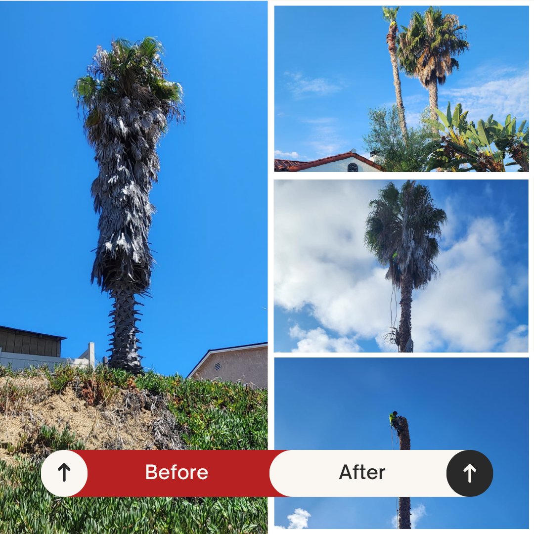 Before and after: Tall palm cleaned and trimmed by Benitez Tree Service in San Diego, CA