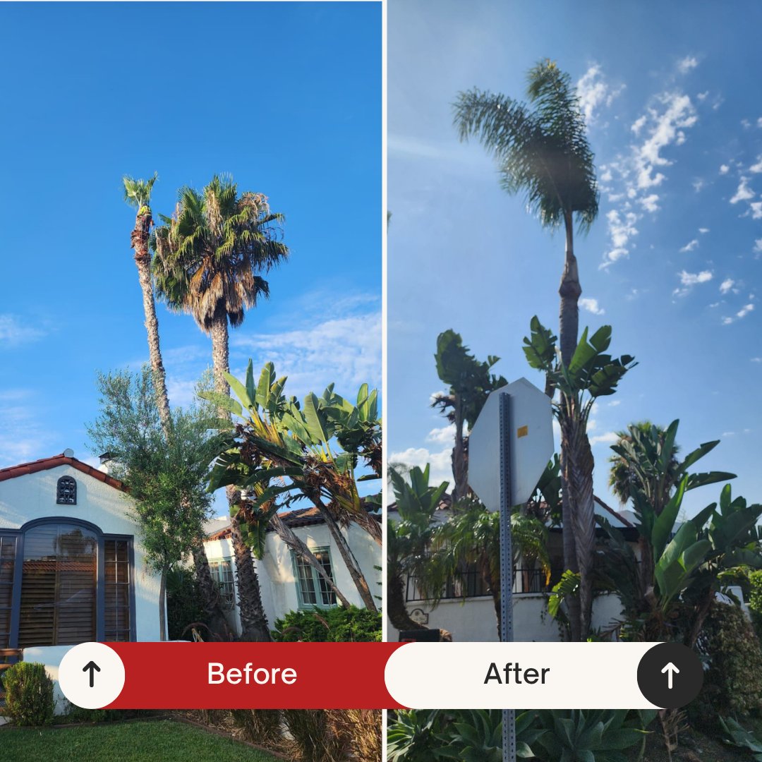 Before and after: Palm trees trimmed near the house by Benitez Tree Service in San Diego, CA