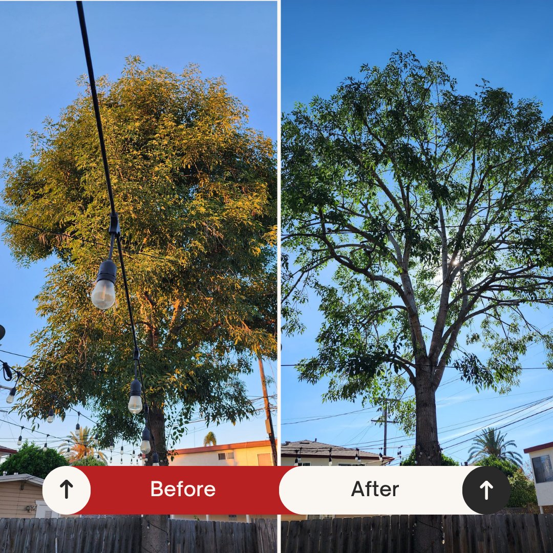 Before and after: Backyard shade tree canopy thinned by Benitez Tree Service in San Diego, CA