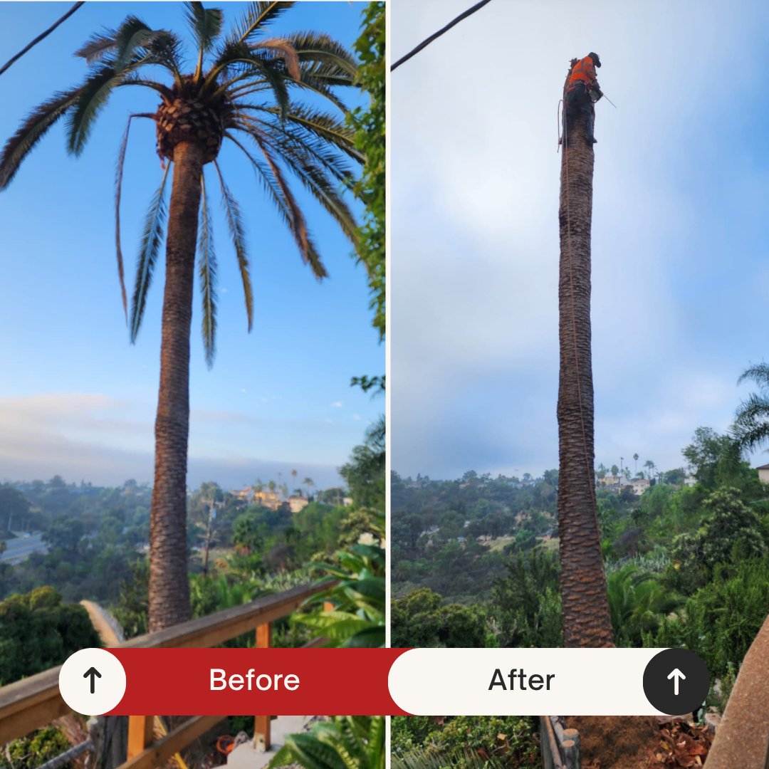 Before and after: Tall hillside palm fully trimmed by Benitez Tree Service in San Diego, CA