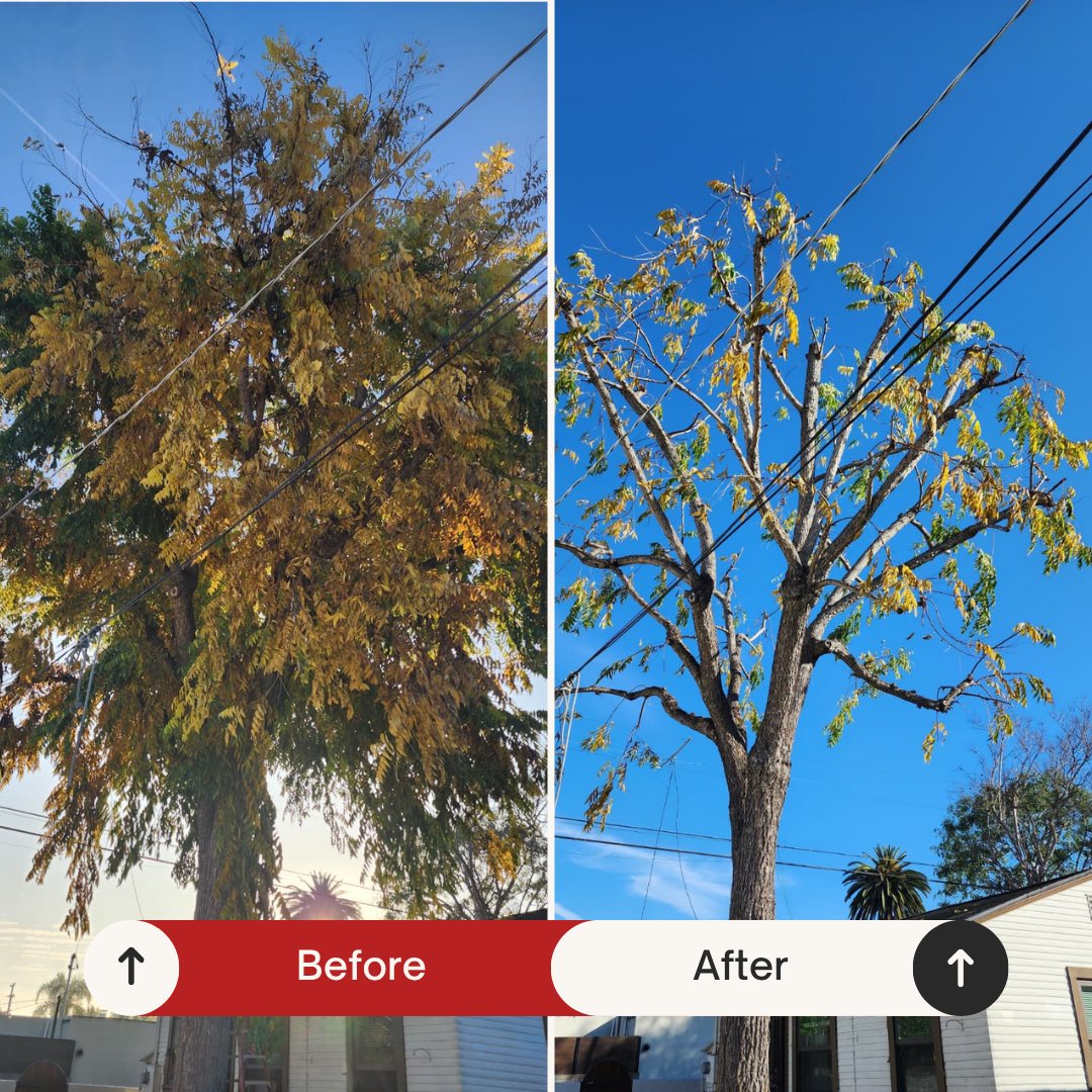Before and after: Large tree crown cleaned and reduced by Benitez Tree Service in San Diego, CA
