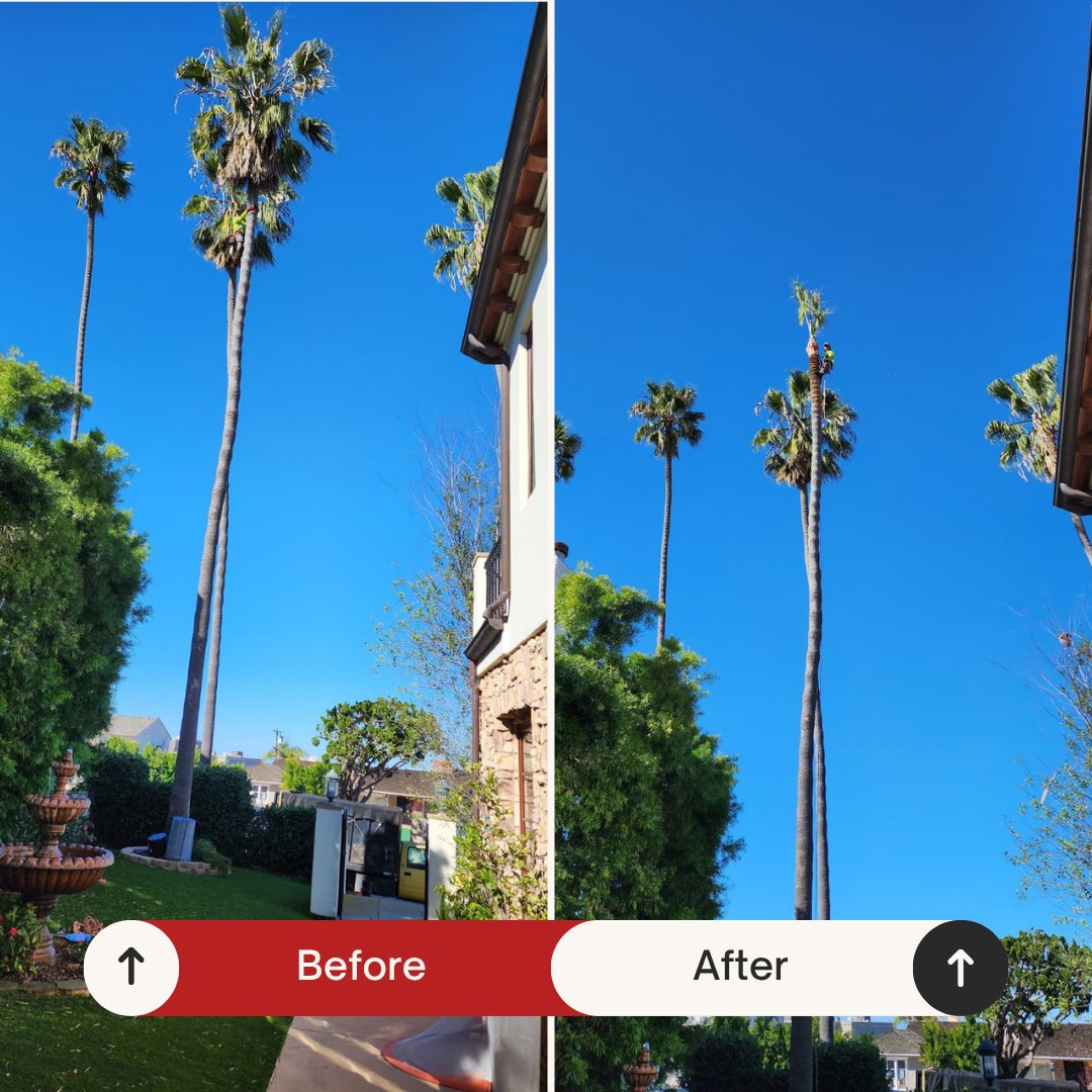 Before and after: Row of tall palms trimmed by Benitez Tree Service in San Diego, CA