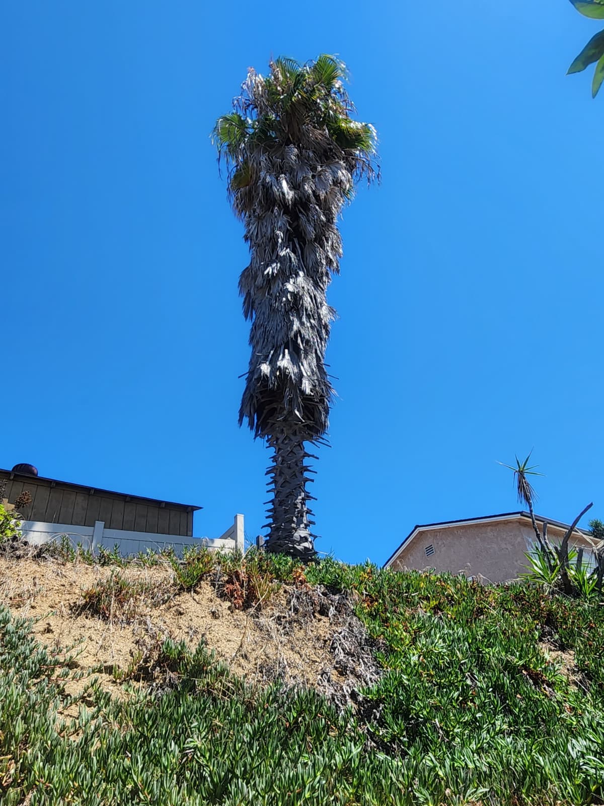 Tall palm tree in a San Diego hillside property