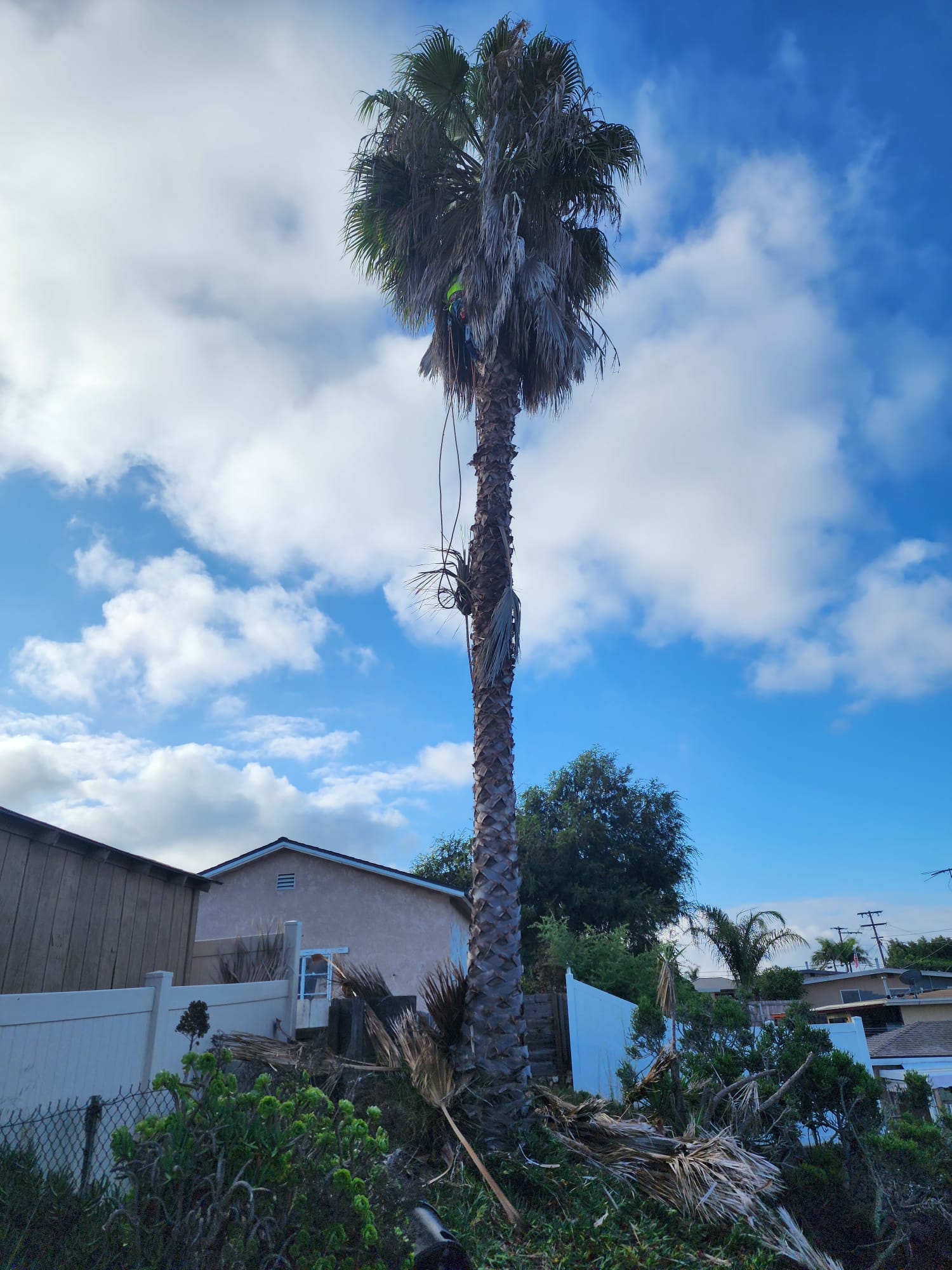Benitez Tree Service crew member trimming a tall palm tree in San Diego