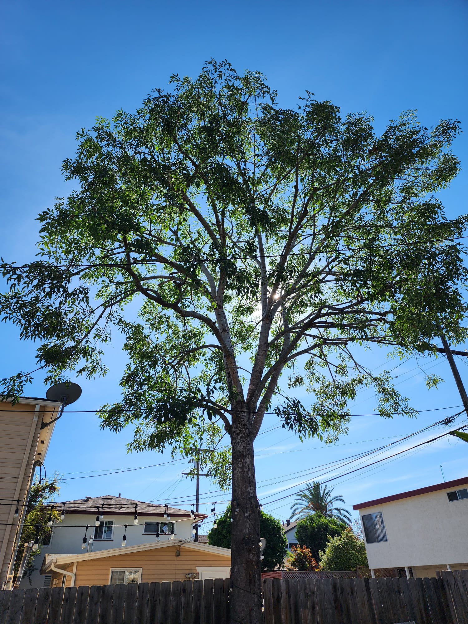 Large shade tree cared for by Benitez Tree Service in San Diego