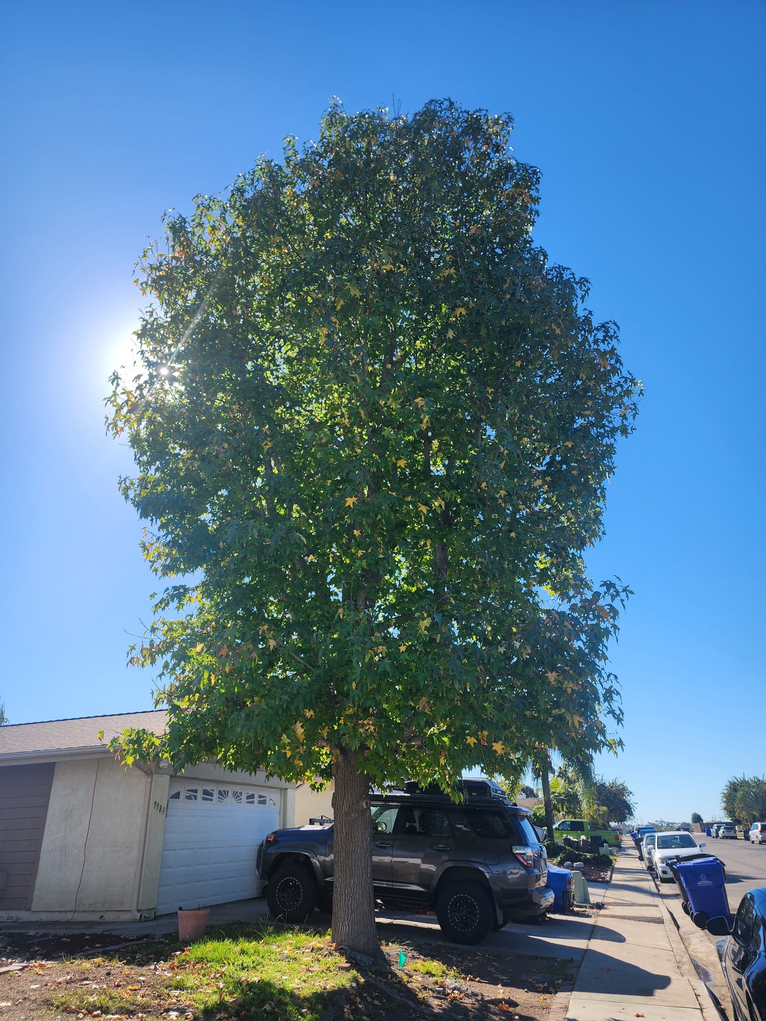 Large tree with full, overgrown canopy before trimming