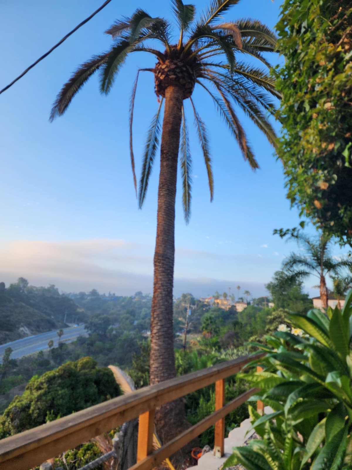 Healthy palm tree canopy after maintenance