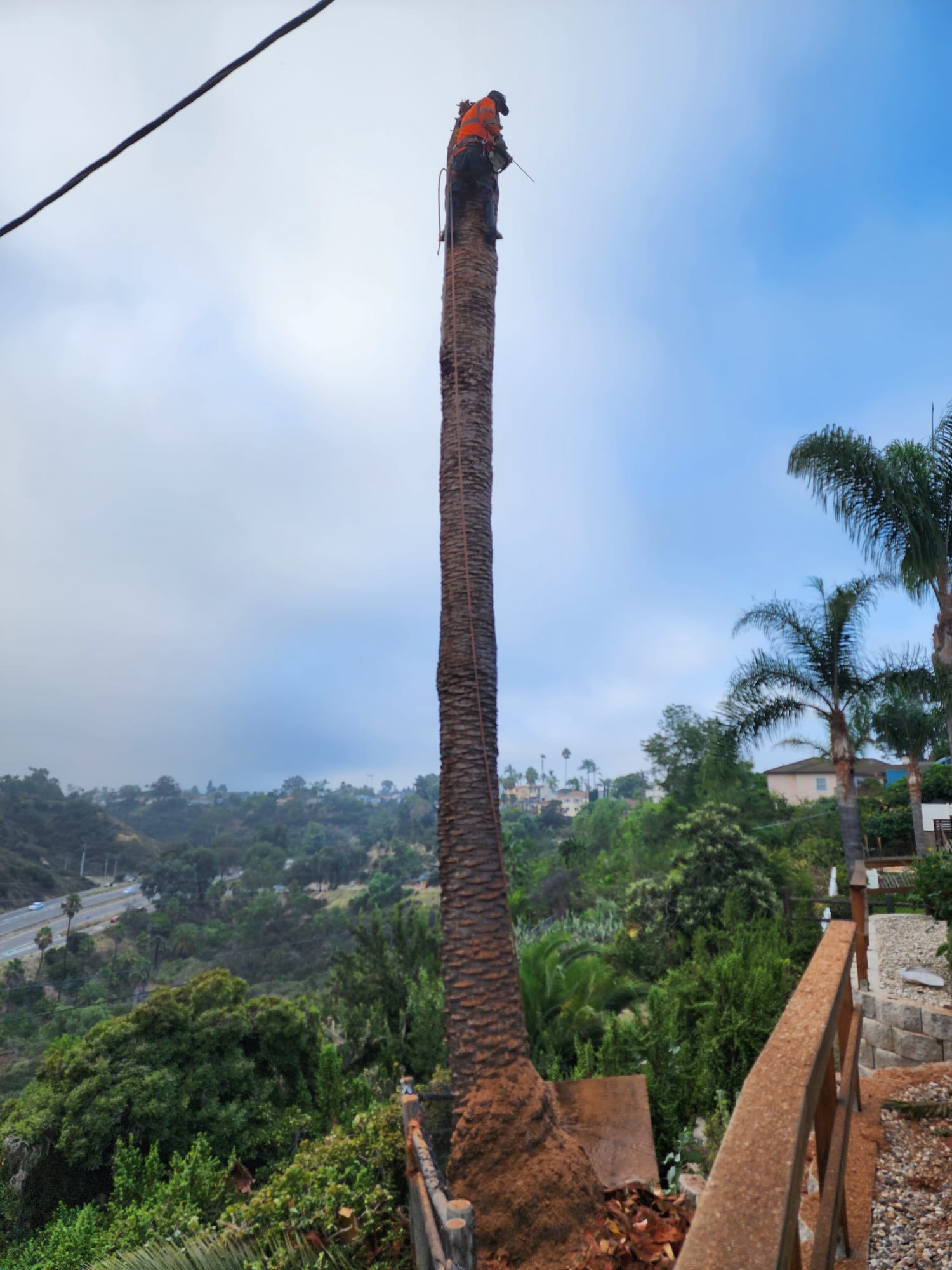 Benitez Tree Service arborist climbing a palm tree on a hillside property