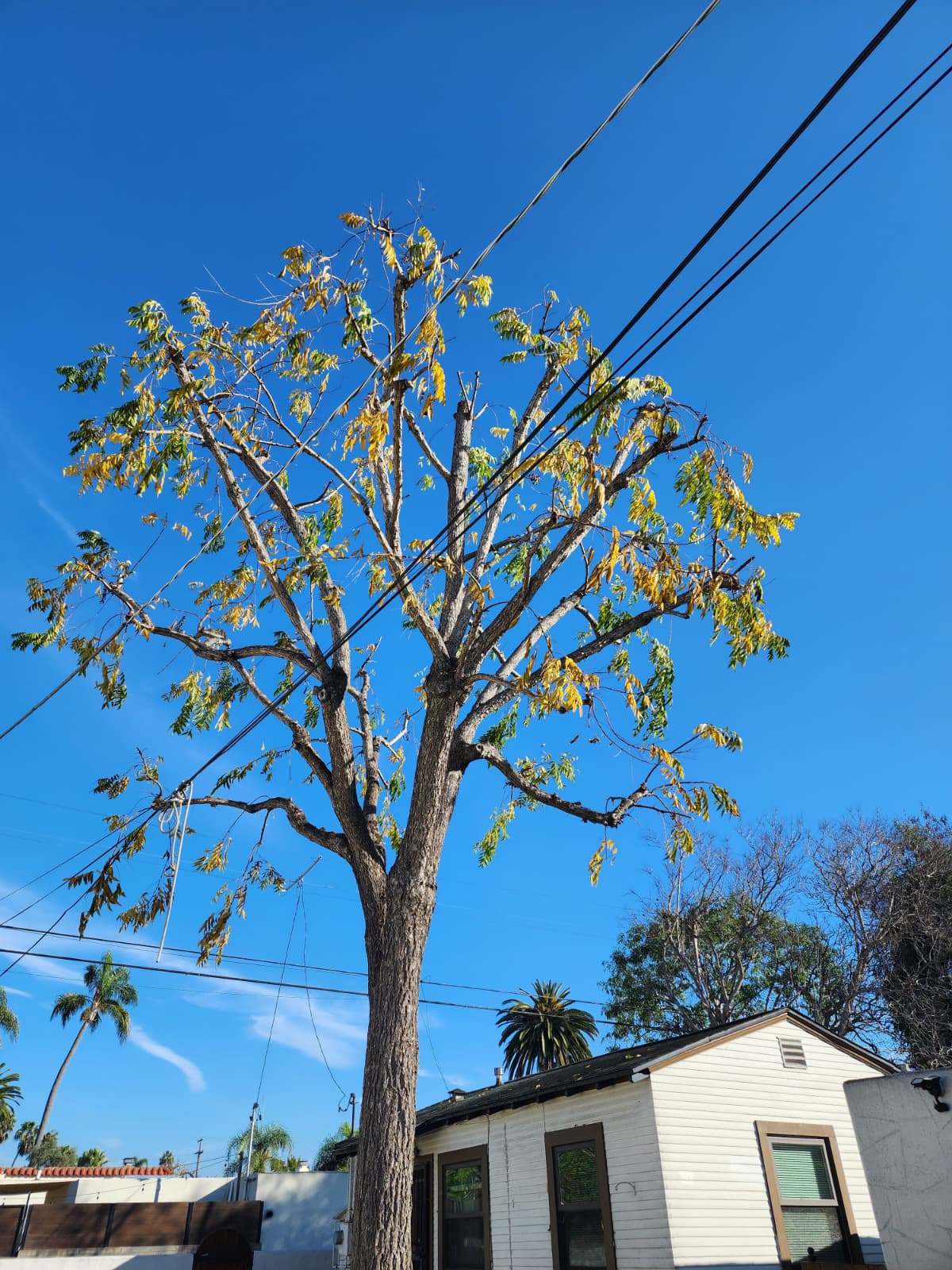 Tree crown thinned and cleaned by Benitez Tree Service