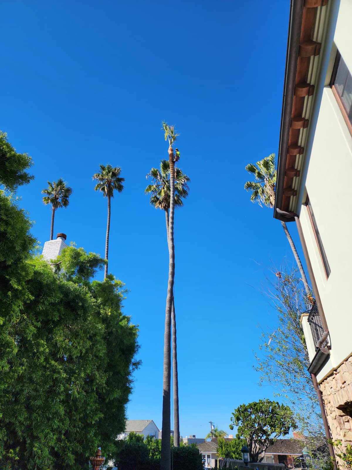 Row of tall palm trees trimmed by Benitez Tree Service