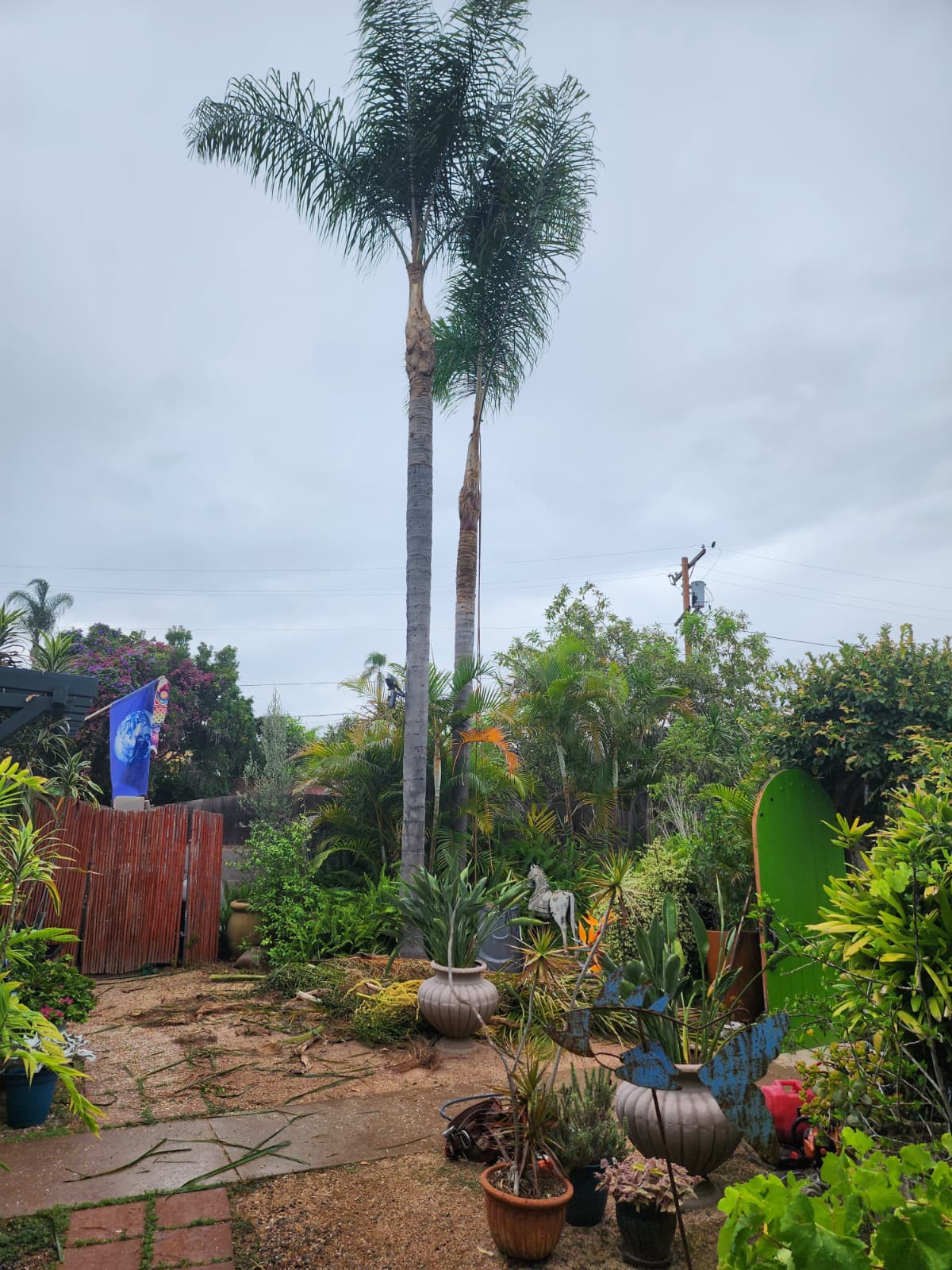 Trimmed palms in a landscaped San Diego backyard