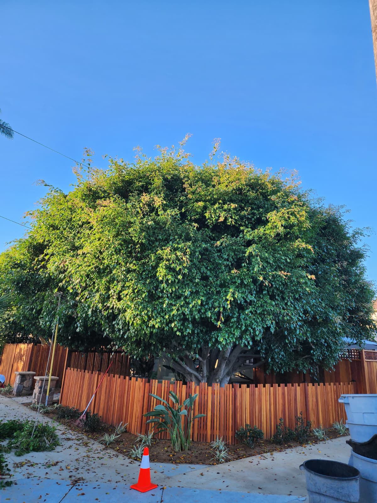 A large ornamental tree neatly trimmed into shape by Benitez Tree Service, with a new wood fence